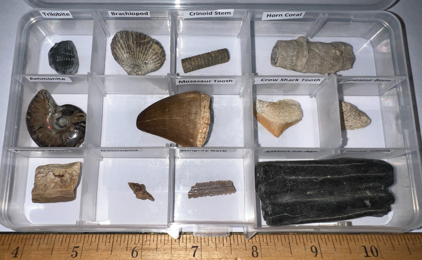 Labeled 12 REAL Fossil Lot Collection MOSASAUR, DINOSAUR, ICE AGE, SHARK TOOTH Labeled 12 REAL Fossil Lot Collection MOSASAUR, DINOSAUR, ICE AGE, SHARK TOOTH