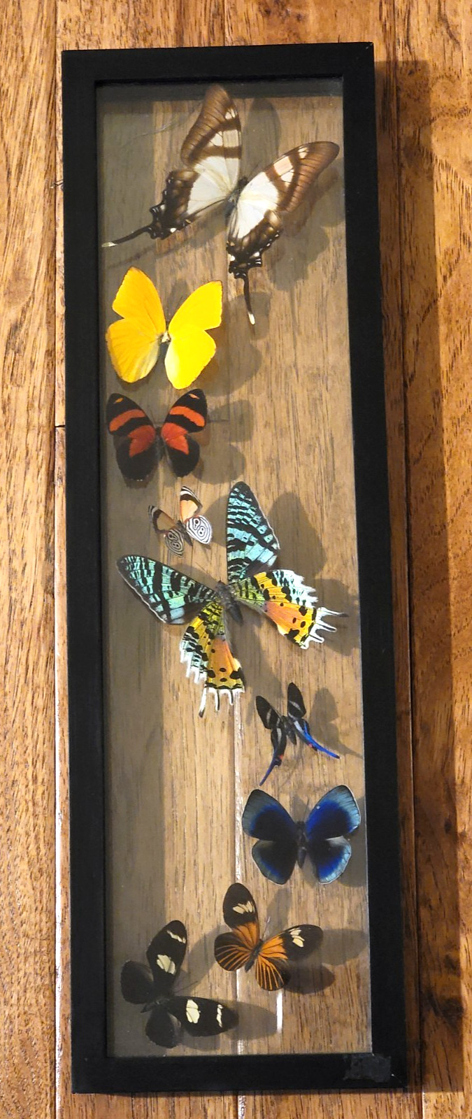 Framed Real Butterfly Specimen Display Wood Shadow Box Species Names Included