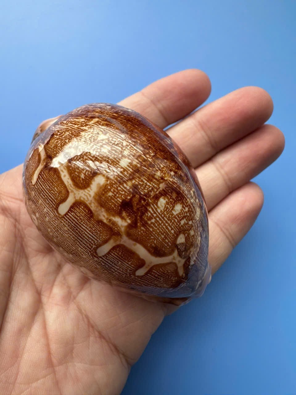 73.8mm | Cypraea mappa |F+++ GEM | DARK BROWN | Nice pattern 73.8mm | Cypraea mappa |F+++ GEM | DARK BROWN | Nice pattern
