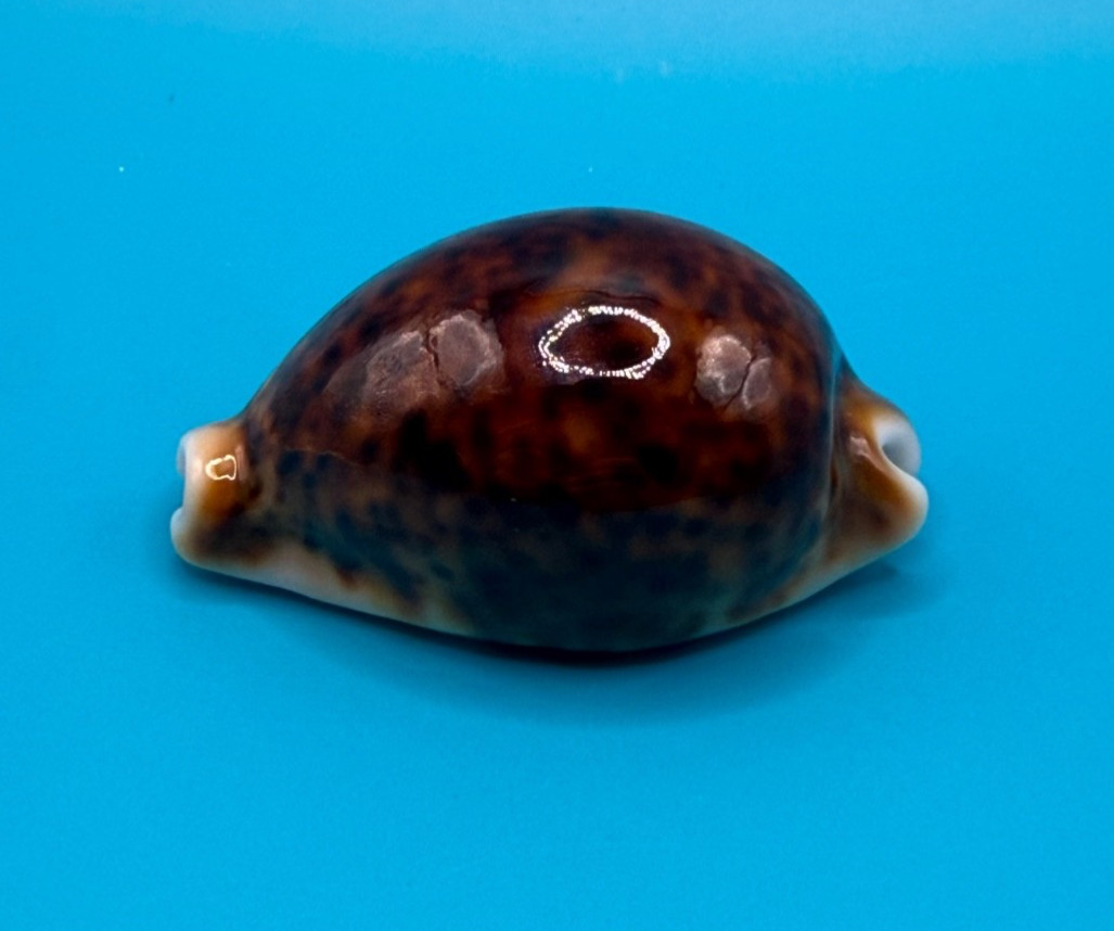 Cypraea pantherina 59.40mm, Great color Cypraea pantherina 59.40mm, Great color