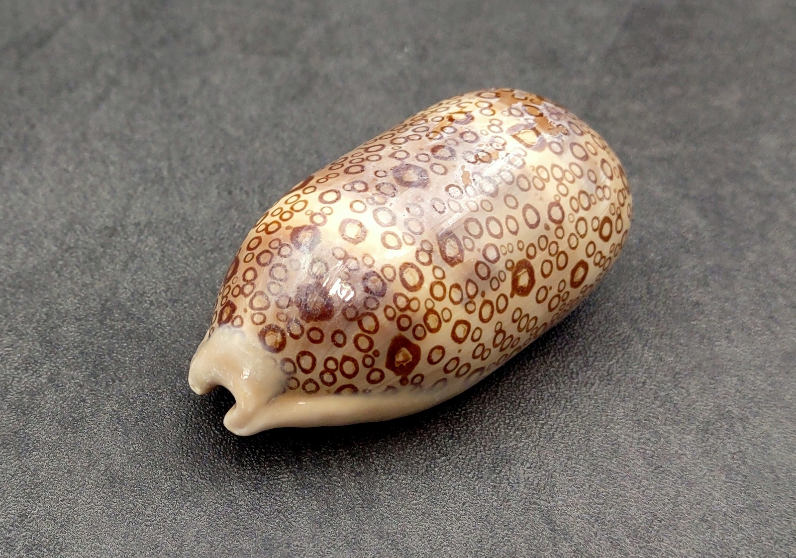 Eyed Cowrie Seashell Spotted Tan Cypraea Argus (1 shell approx. 2.5+ inches) Eyed Cowrie Seashell Spotted Tan Cypraea Argus (1 shell approx. 2.5+ inches)