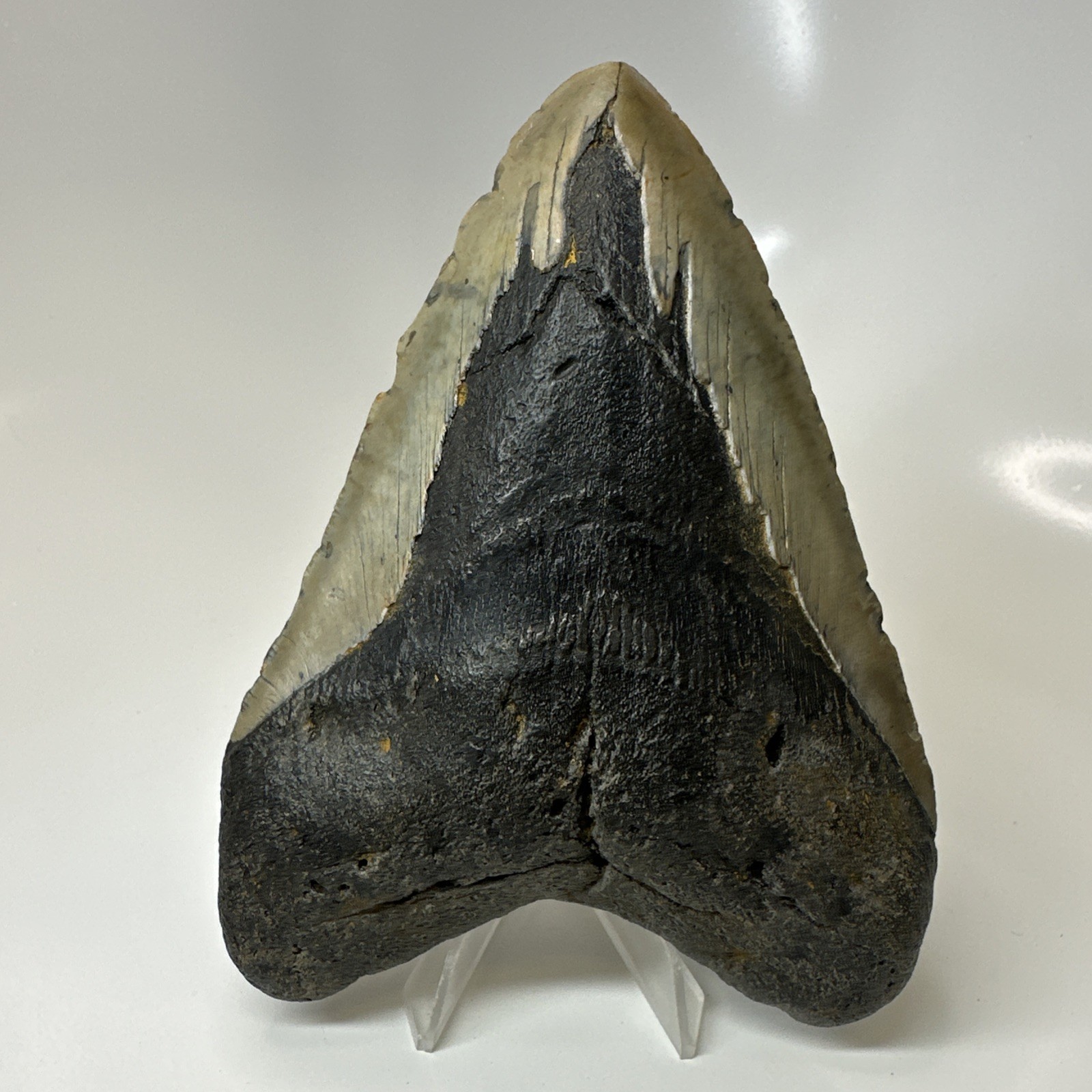 Megalodon Shark Tooth 5.31 Inch - Large - Real Fossil - Natural Teeth 20508 Megalodon Shark Tooth 5.31 Inch - Large - Real Fossil - Natural Teeth 20508