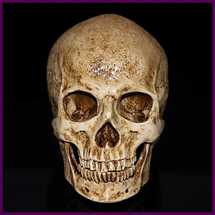 Resin Human Skull Replica Model Realistic Skeleton Handicraft Decor Lifesize 1:1 Resin Human Skull Replica Model Realistic Skeleton Handicraft Decor Lifesize 1:1