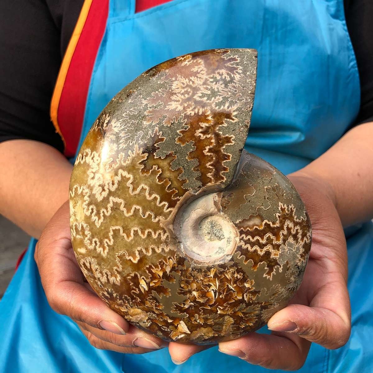 3 Pieces 3.87LB Natural Black Piece Fossil Conch Crystal Specimen Healing 4688 3 Pieces 3.87LB Natural Black Piece Fossil Conch Crystal Specimen Healing 4688