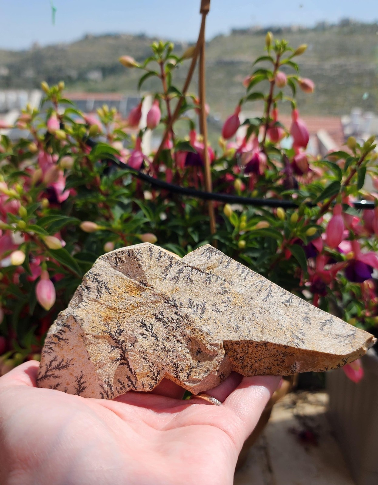 A beautiful stone from Sinai mountain with a burning bush A beautiful stone from Sinai mountain with a burning bush