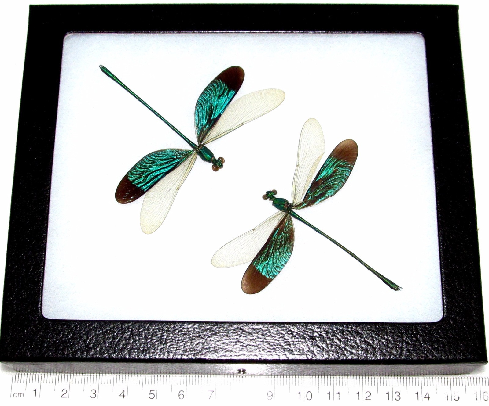 Neurobasis chinensis duo REAL FRAMED GREEN DRAGONFLY INDONESIA Neurobasis chinensis duo REAL FRAMED GREEN DRAGONFLY INDONESIA