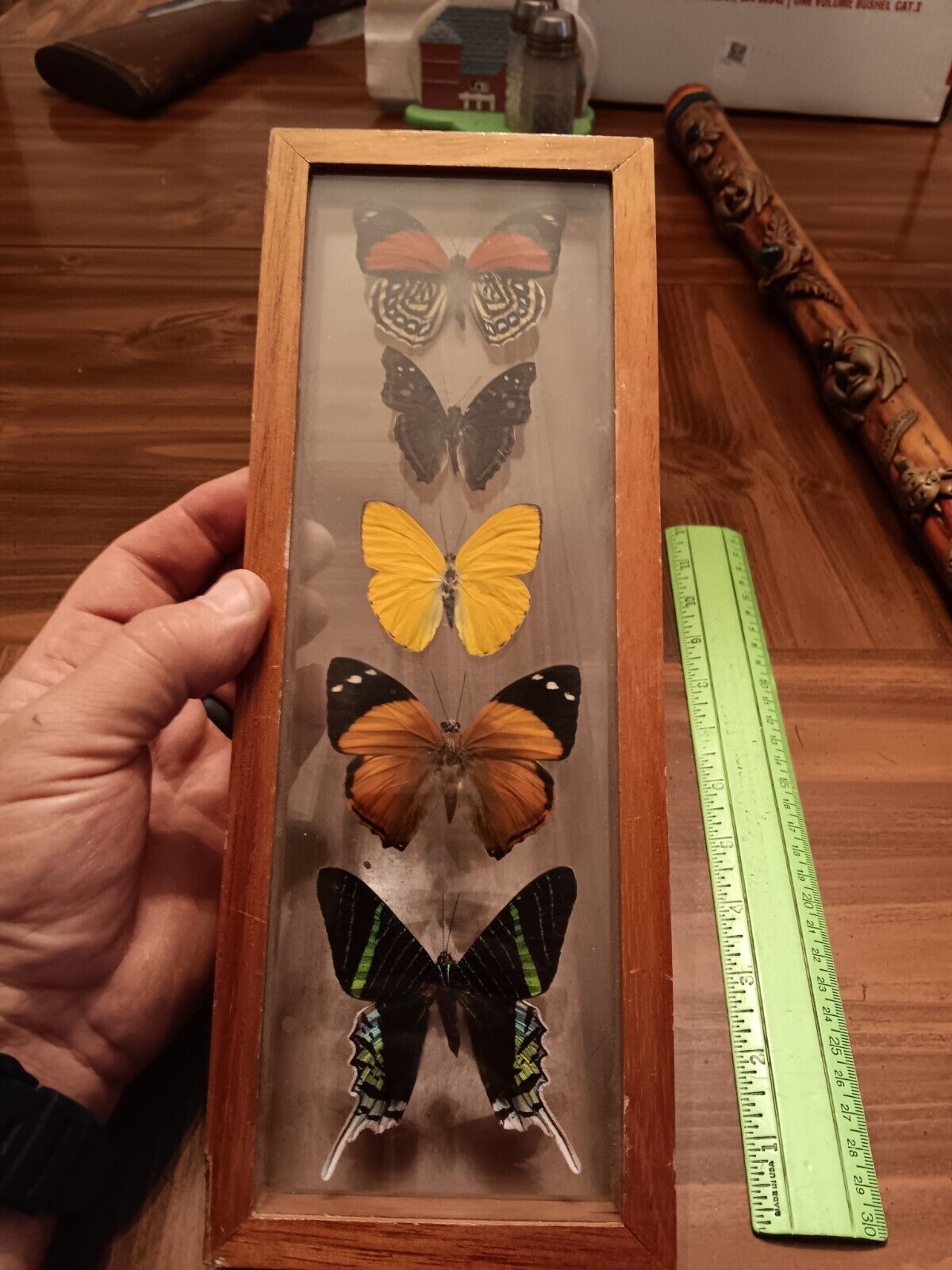 real framed butterflies (5), in 4.5x12.5\