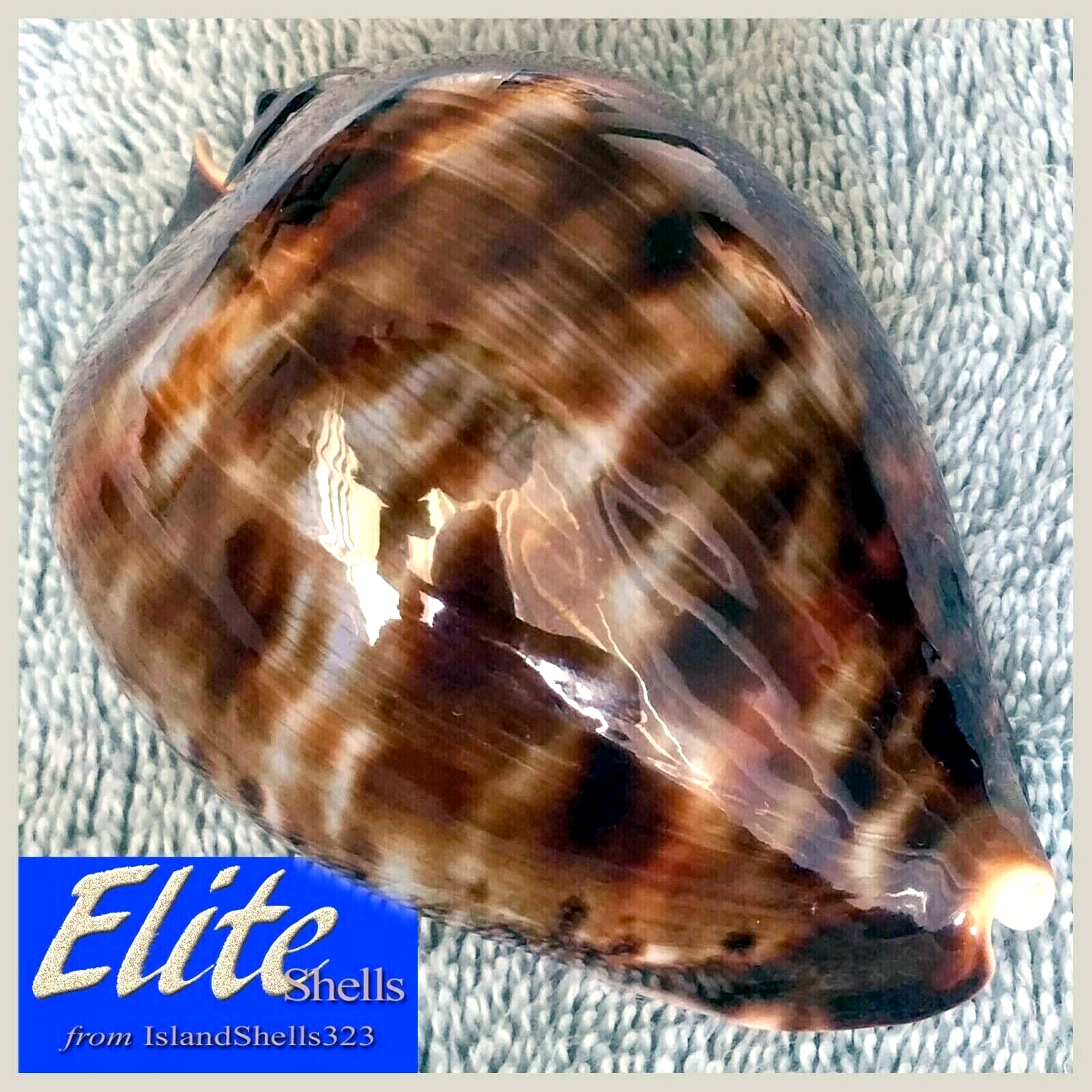 Cypraea zoila vercoi #3 90.1mm ULTRA GIANT STUNNING BEAUTY from W. Australia Cypraea zoila vercoi #3 90.1mm ULTRA GIANT STUNNING BEAUTY from W. Australia