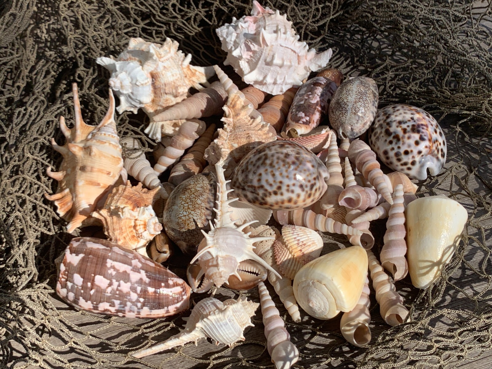 Large Beautiful Seashells Sea Shells 1 Kilo Best Value & Price Large Beautiful Seashells Sea Shells 1 Kilo Best Value & Price