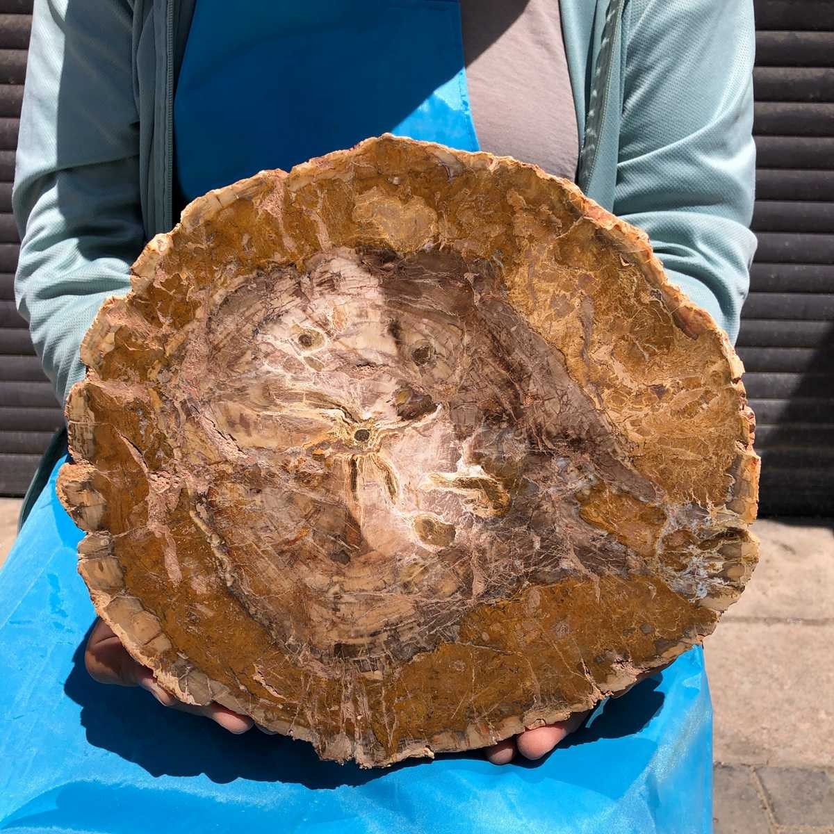 5.85LB Natural Petrified Wood Slab Fossilized Wood Slice Crystal Gem Specimen