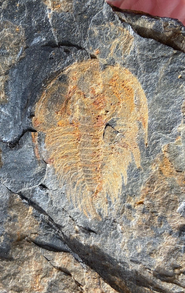 Wonderful Rare Pre Dinosaur Kinzers Trilobite Olenellus Pennsylvania Fossil Wonderful Rare Pre Dinosaur Kinzers Trilobite Olenellus Pennsylvania Fossil