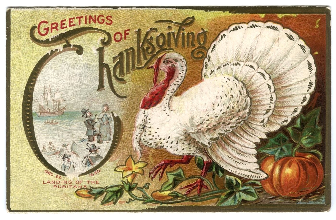 Postcard c1910 Thanksgiving Greetings Embossed White Turkey Land of the Puritans