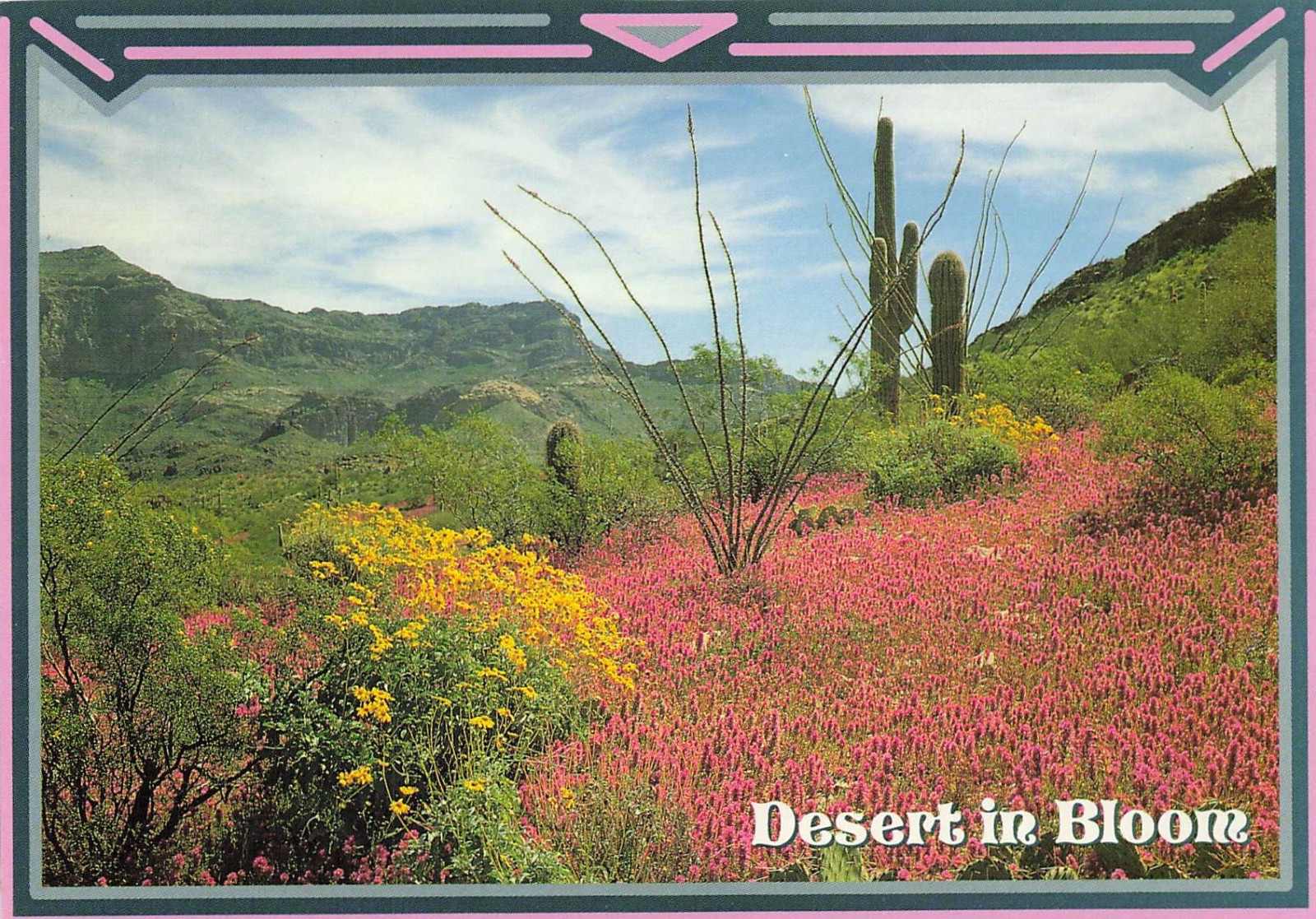 Desert in Bloom Cacti Flowers Arizona Scenic View Vintage Postcard Unposted Desert in Bloom Cacti Flowers Arizona Scenic View Vintage Postcard Unposted