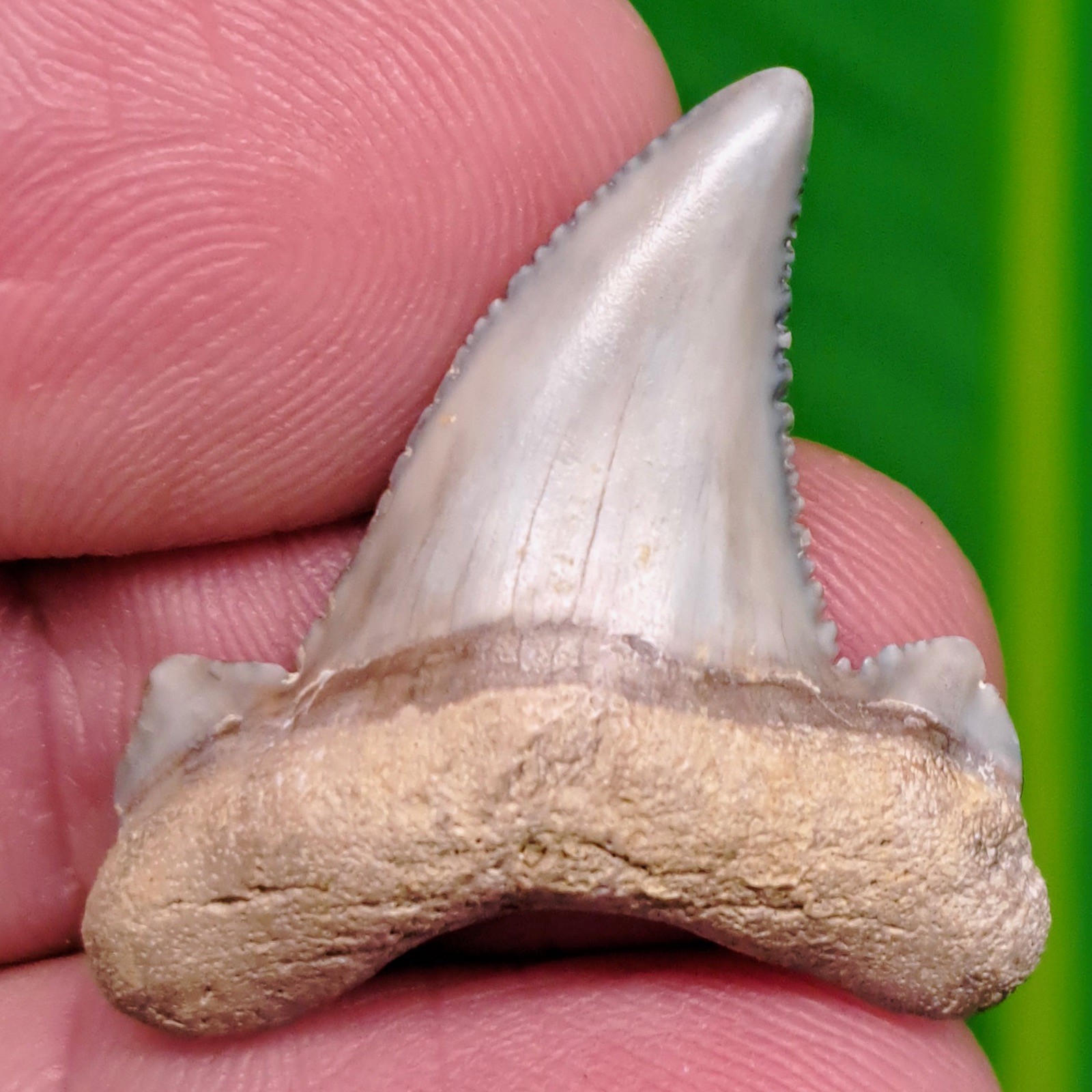 AURICULATUS Shark Tooth - Kazakhstan - RARE Natural Fossil AURICULATUS Shark Tooth - Kazakhstan - RARE Natural Fossil