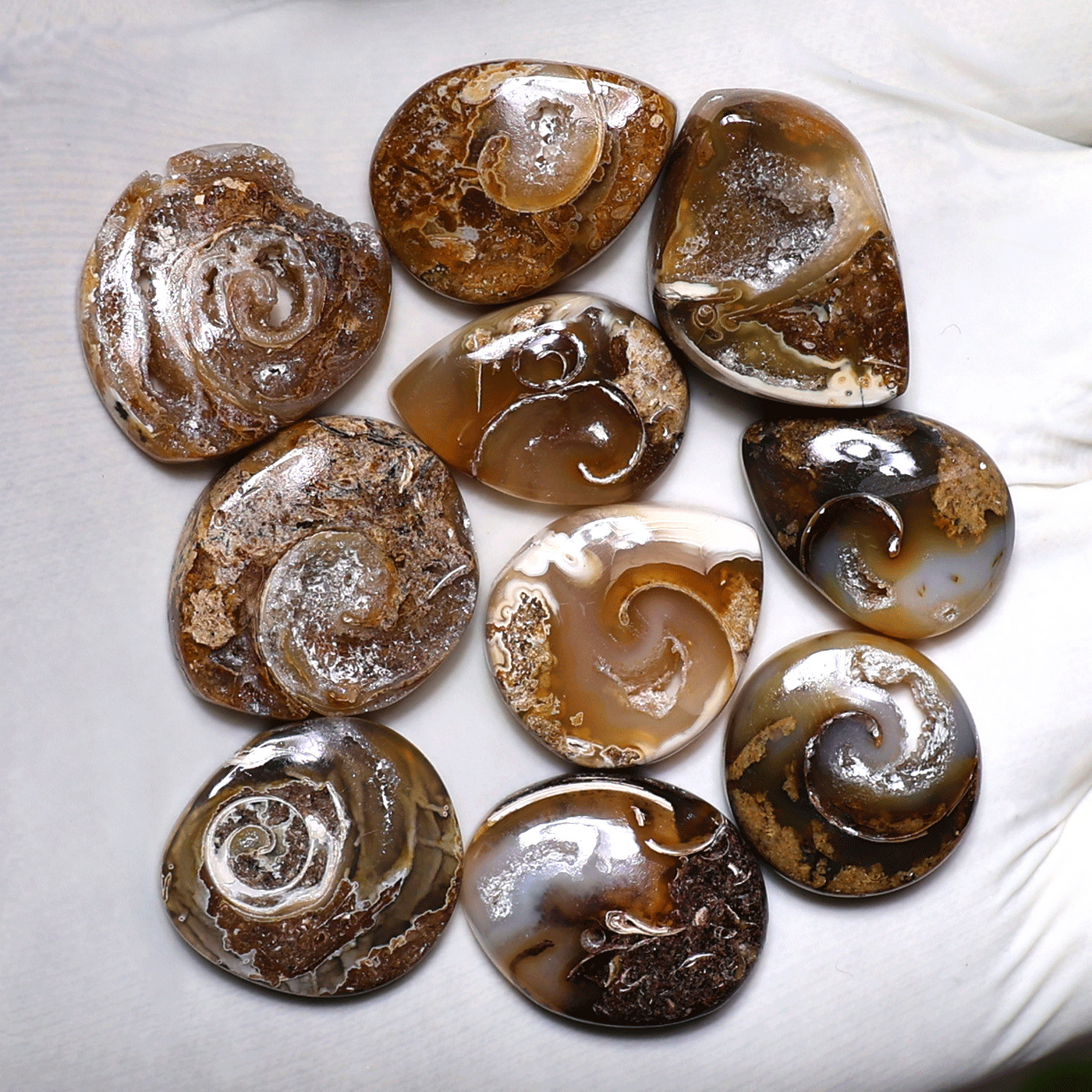 Ancient Earth Spirals~ 10 PC Natural Spiralite Fossil Drusy Collectible Crystals Ancient Earth Spirals~ 10 PC Natural Spiralite Fossil Drusy Collectible Crystals
