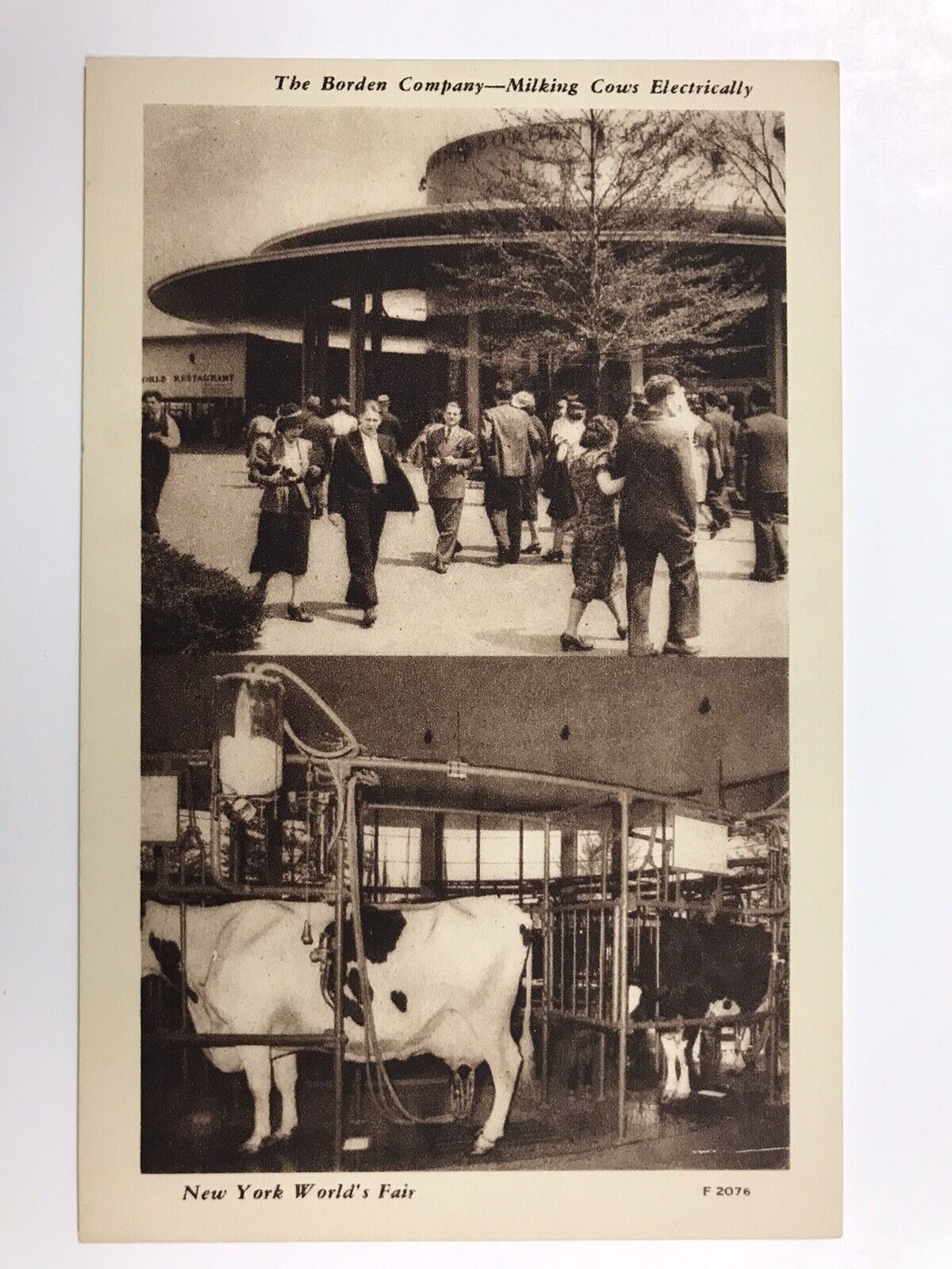 vintage 1939 the borden company milking cows electrically N Y Fair post card