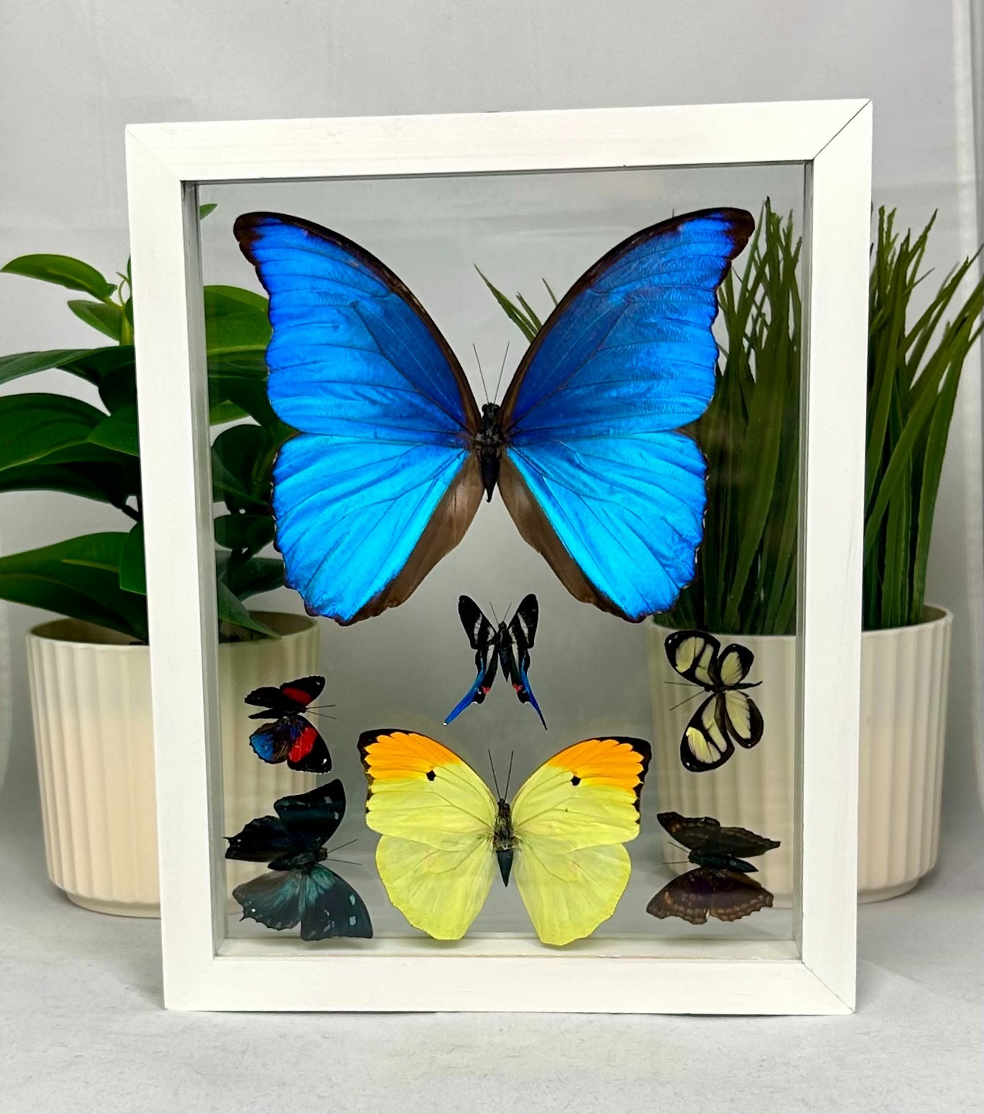Real Butterflies One Blue Morpho Didius plus 6 amazing butterflies. (7MC002)