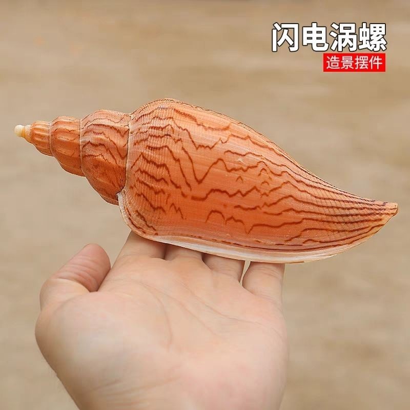 15-16CM Lightning Whirlpool Seashell Rare Natural Shell Aquarium Decoration 1pc 15-16CM Lightning Whirlpool Seashell Rare Natural Shell Aquarium Decoration 1pc