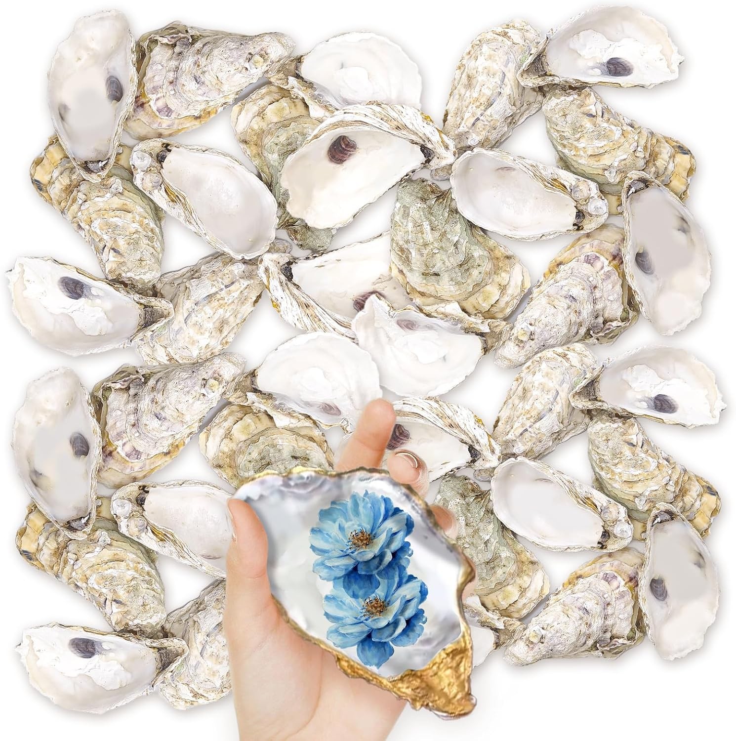 36PCS Oyster Shells 5"-6" Large Oyster Shells Bulk Oyster Shells for Home