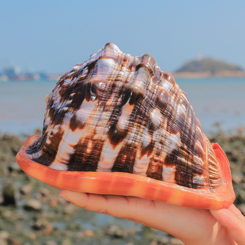 Natural Rubeta Conch Shell Sea Snail Home Fish Tank Ornament 12-14cm / 4.8"-5.5" Natural Rubeta Conch Shell Sea Snail Home Fish Tank Ornament 12-14cm / 4.8"-5.5"