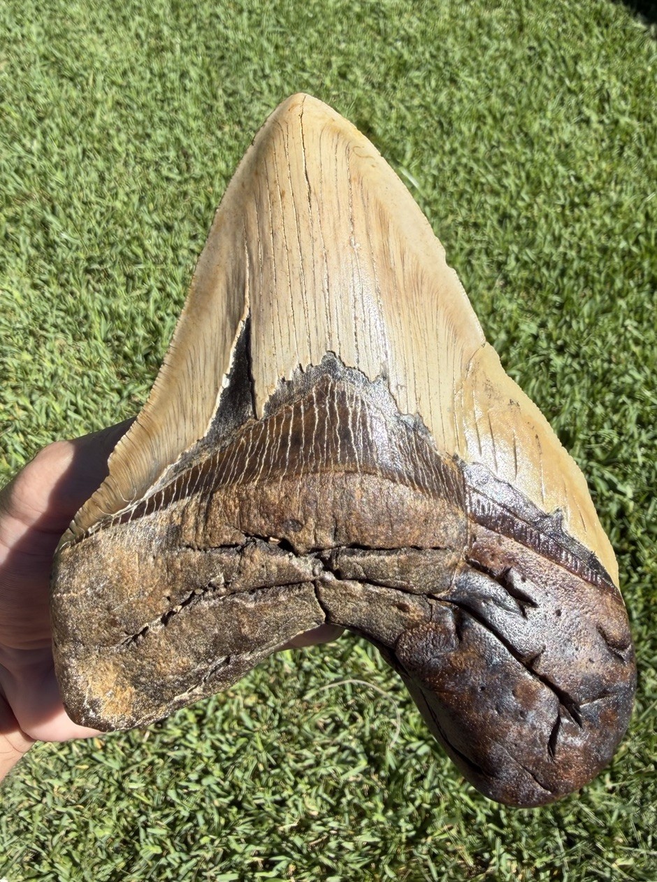 6.59” MONSTER Megalodon Shark Tooth Real Shark Teeth Fossils Restored 6.59” MONSTER Megalodon Shark Tooth Real Shark Teeth Fossils Restored