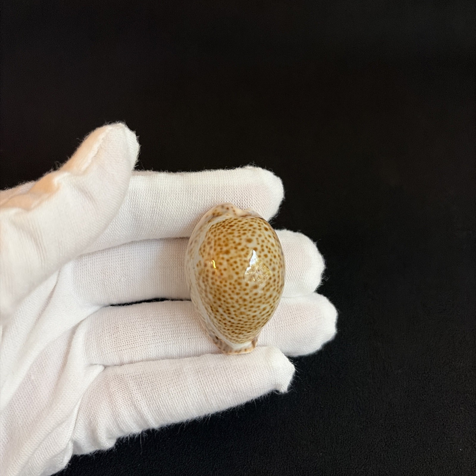 Naria turdus, Cypraea turdus, 38mm, Thrush Cowry, Florida Cowrie Seashell Naria turdus, Cypraea turdus, 38mm, Thrush Cowry, Florida Cowrie Seashell