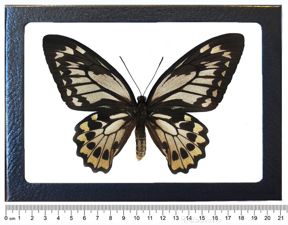 Ornithoptera croesus lydius FEMALE black gold butterfly Indonesia FRAMED