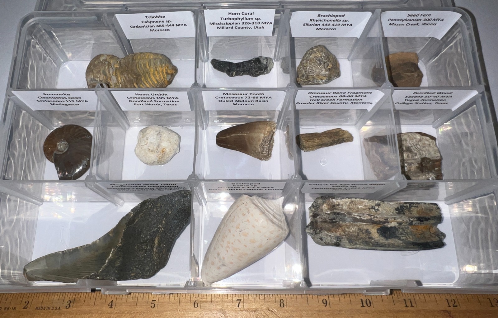 Labeled REAL 12 Fossil Lot Case MEGALODON SHARK, DINOSAUR BONE, ICE AGE MAMMAL