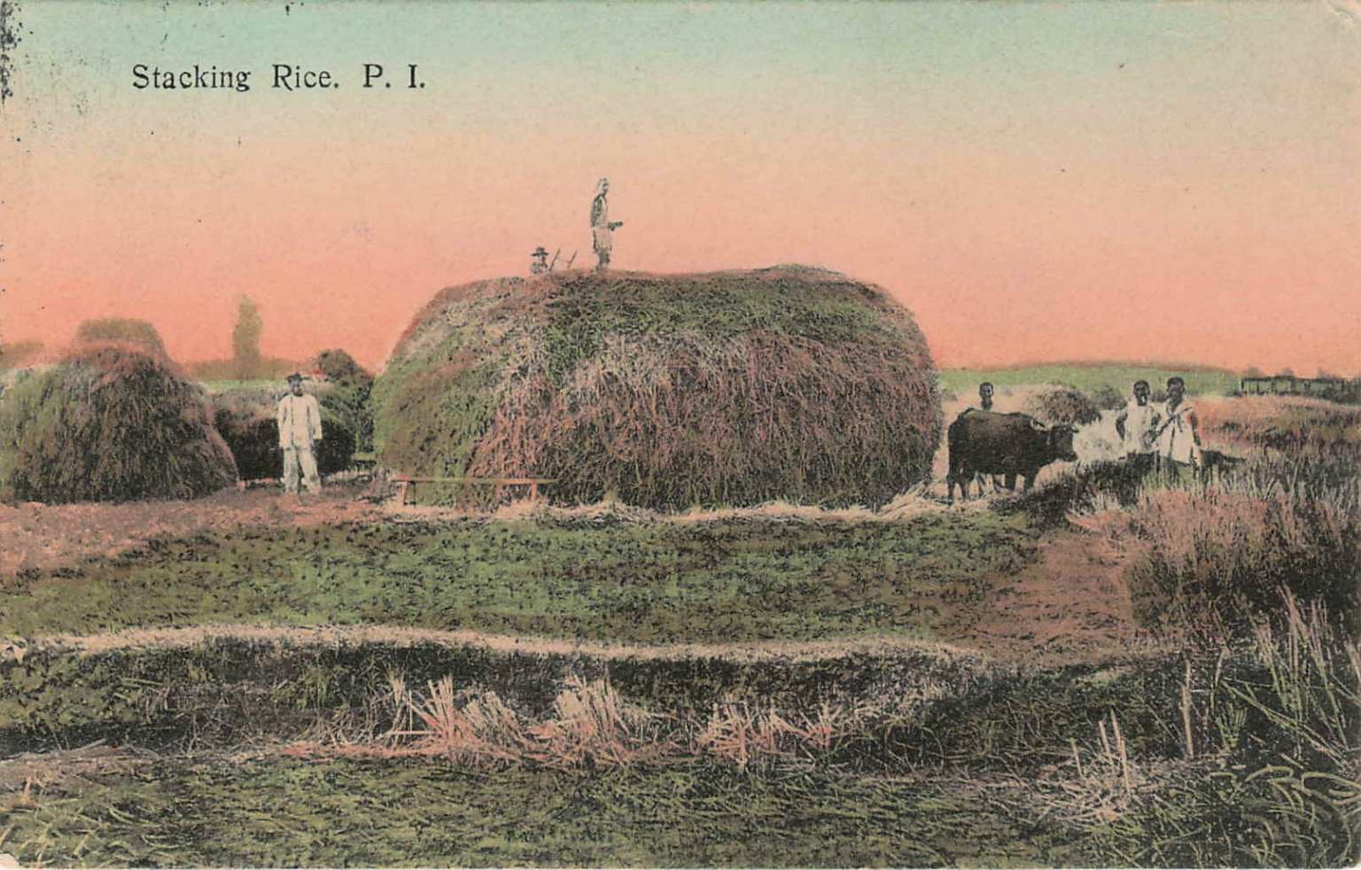 Vintage Philippines Postcard: Stacking Rice, Farmers & Water Buffalo, 1912 Vintage Philippines Postcard: Stacking Rice, Farmers & Water Buffalo, 1912