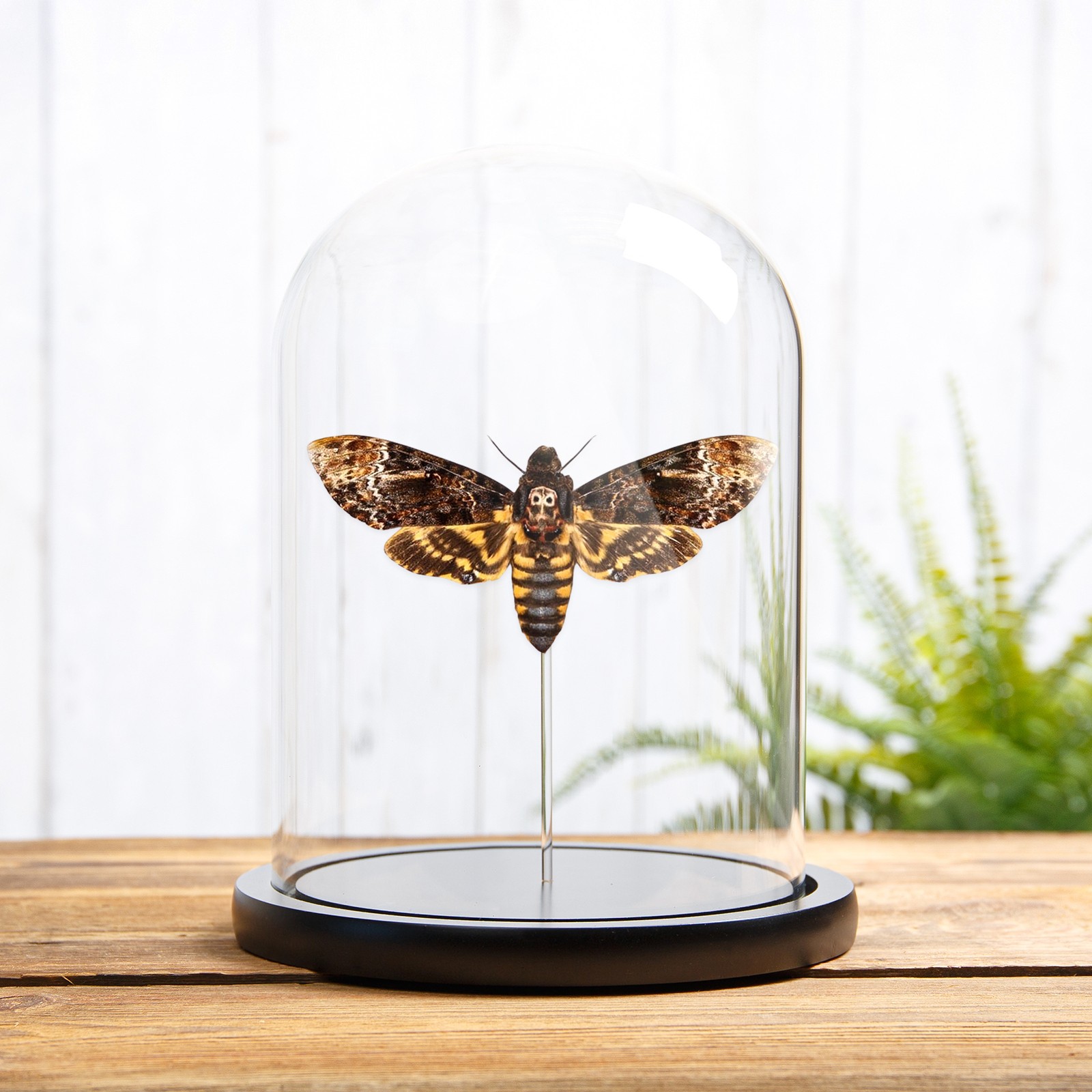 Death's Head Hawk Taxidermy Moth in Glass Dome (Acherontia lachesis) Death's Head Hawk Taxidermy Moth in Glass Dome (Acherontia lachesis)
