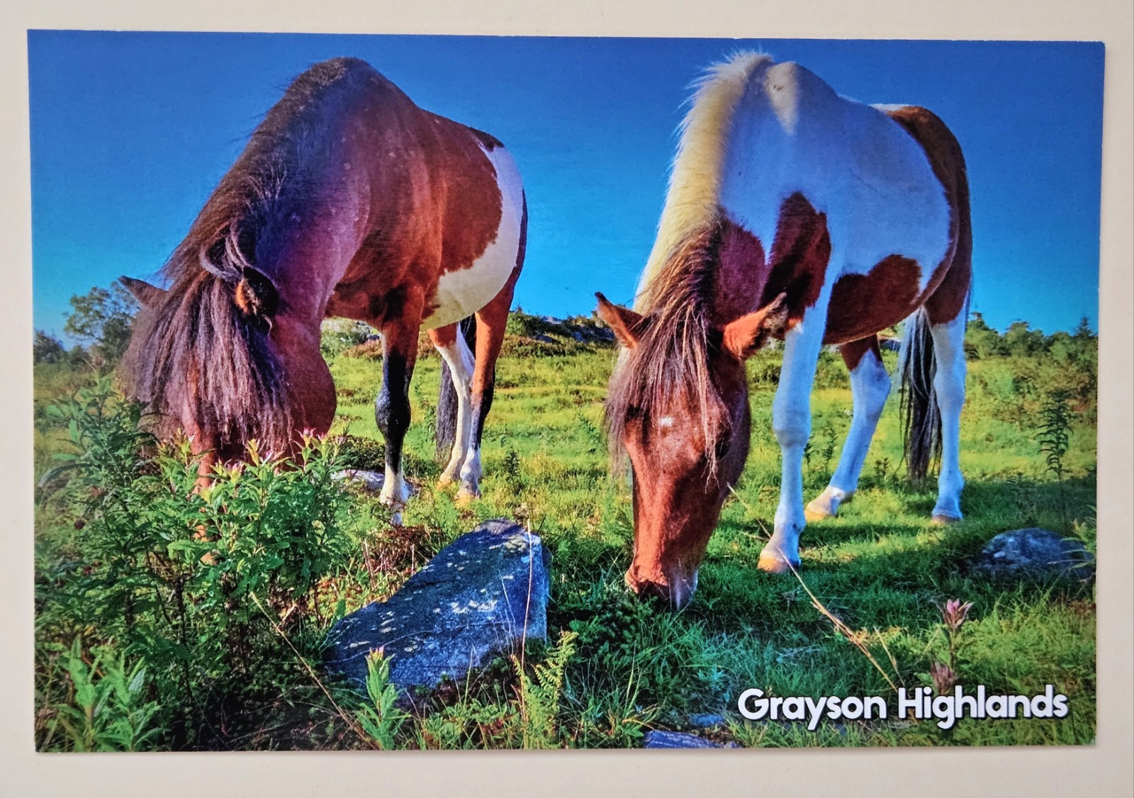 Grayson Highlands. Horses. Virginia Postcards. New. Grayson Highlands. Horses. Virginia Postcards. New.