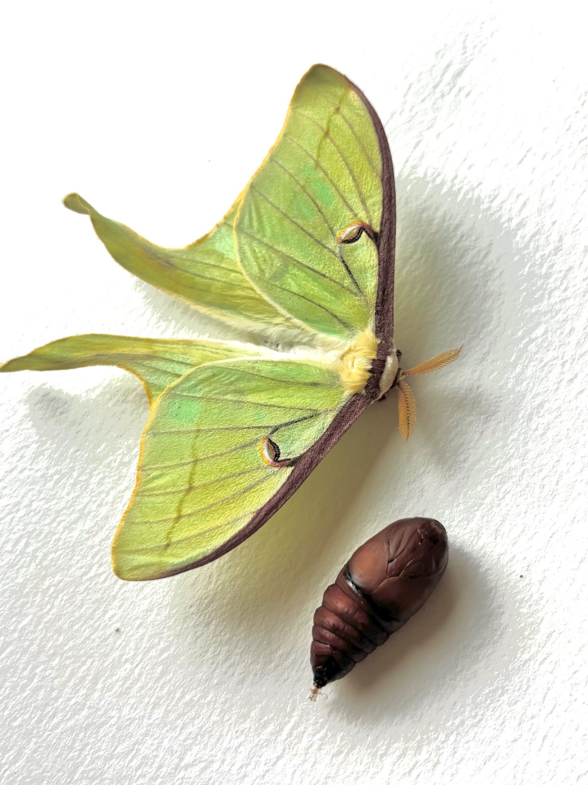 LIVE - Luna Moth Pupa - Not Encased In Silk Cocoon - (In Diapause) $12/ea. LIVE - Luna Moth Pupa - Not Encased In Silk Cocoon - (In Diapause) $12/ea.