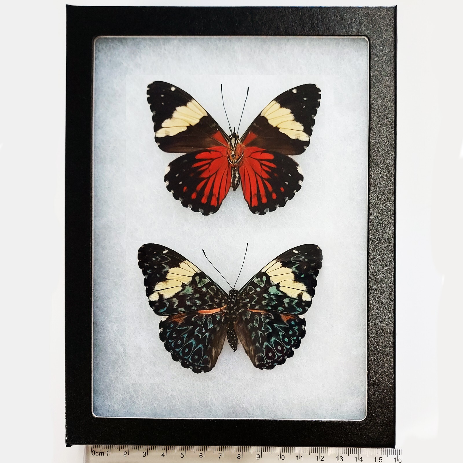 Hamadryas amphinome VERSO + RECTO red blue butterfly Peru FRAMED PAIR Hamadryas amphinome VERSO + RECTO red blue butterfly Peru FRAMED PAIR