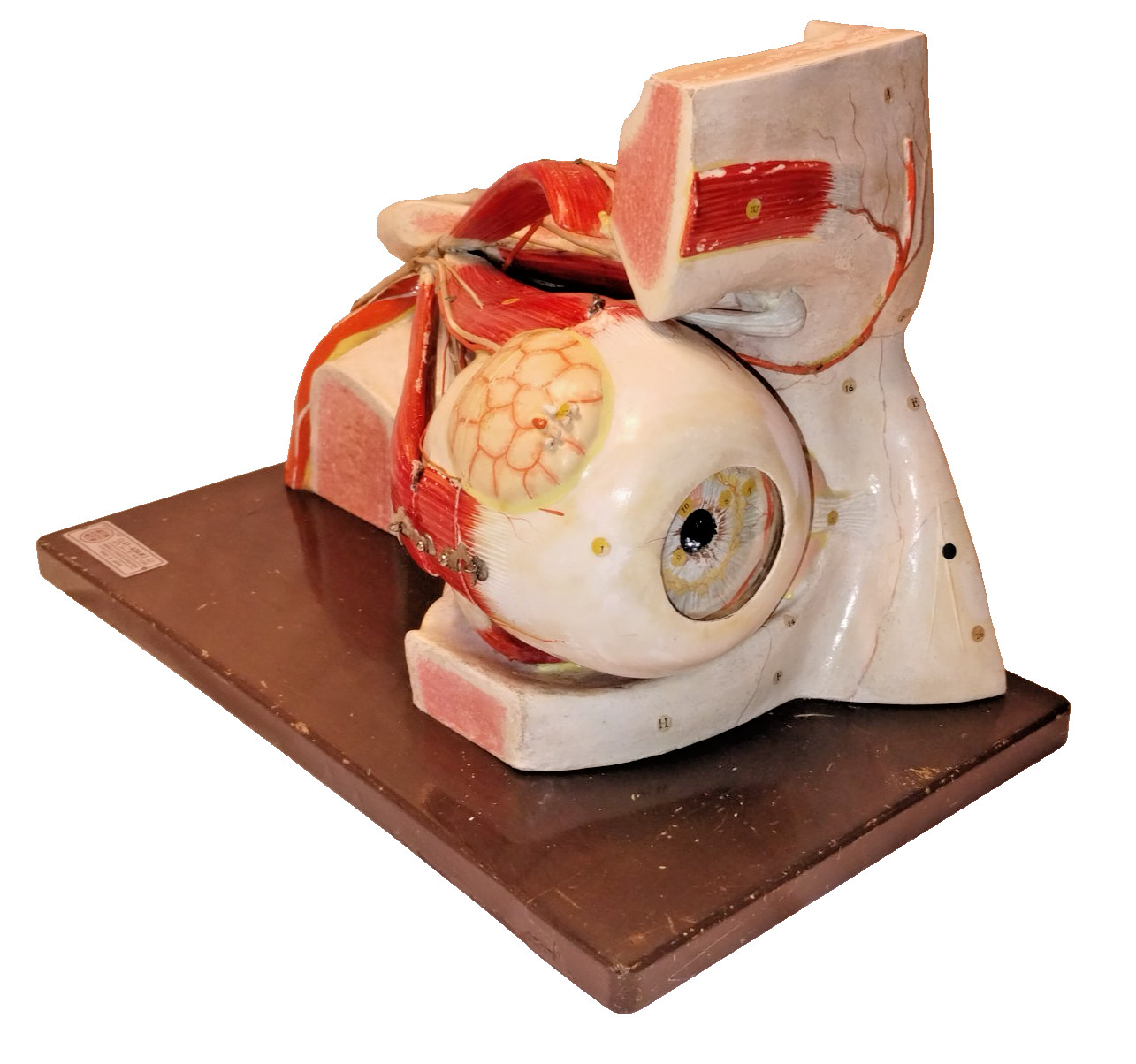 Rare 1950'S Clay-Adams Anatomical Human Eye Educational & Clinical Display Model Rare 1950'S Clay-Adams Anatomical Human Eye Educational & Clinical Display Model