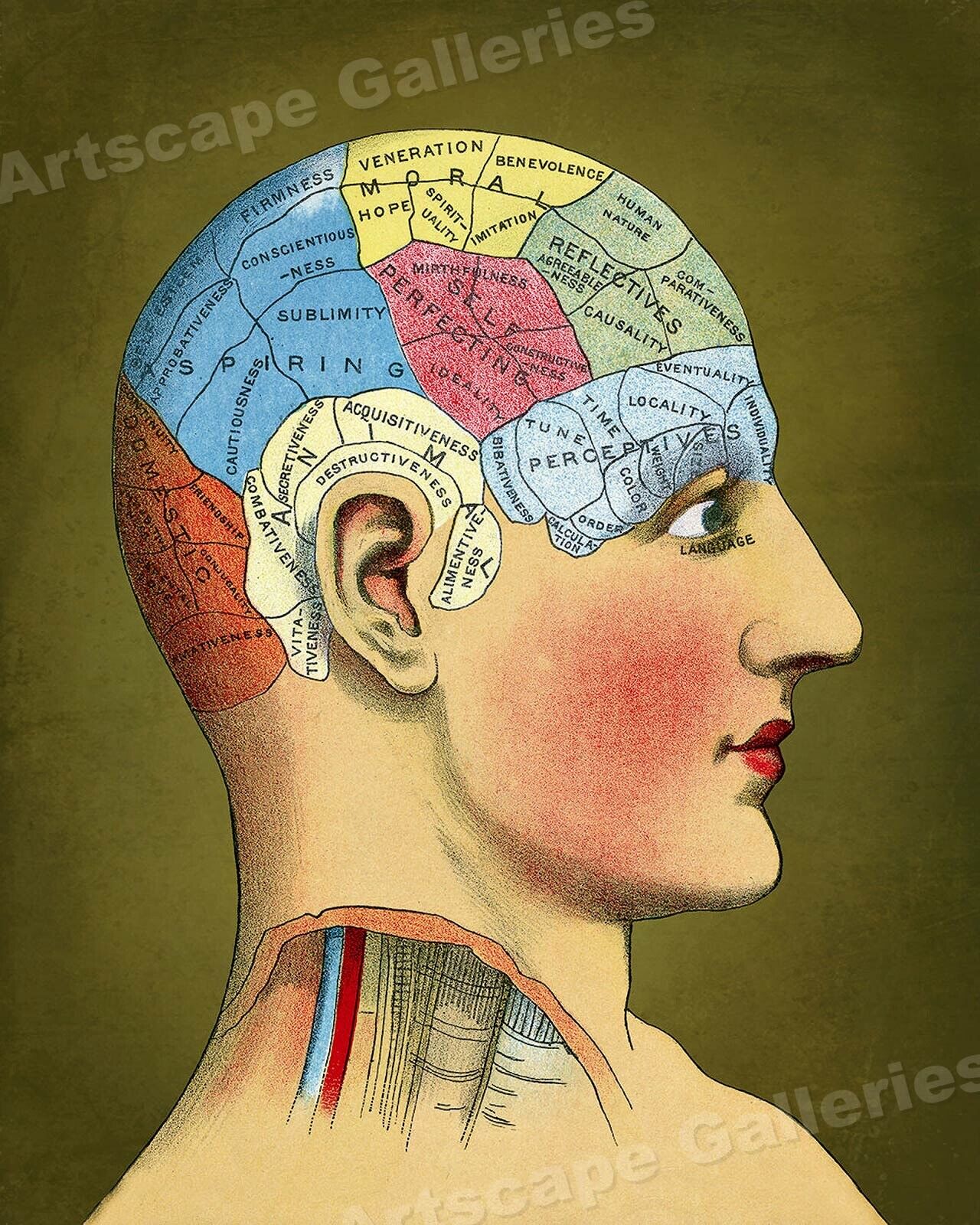 Unusual 1914 Vintage Style Phrenology Head Chart Print - 20x24