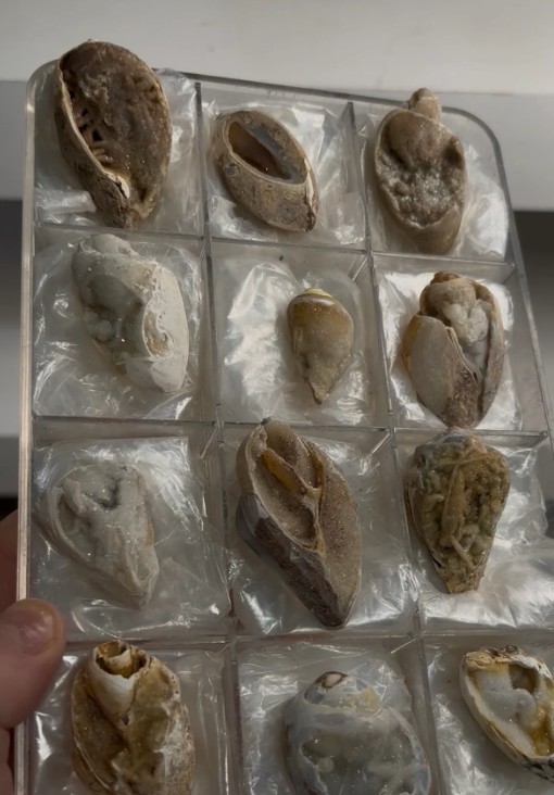 12-Piece Fossilized Spiralite Quartz Shells 12-Piece Fossilized Spiralite Quartz Shells