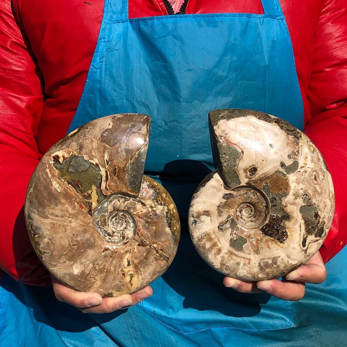 2PCS 3.98LB Polishing of Natural Conch Specimens from Madagascar 3174 2PCS 3.98LB Polishing of Natural Conch Specimens from Madagascar 3174