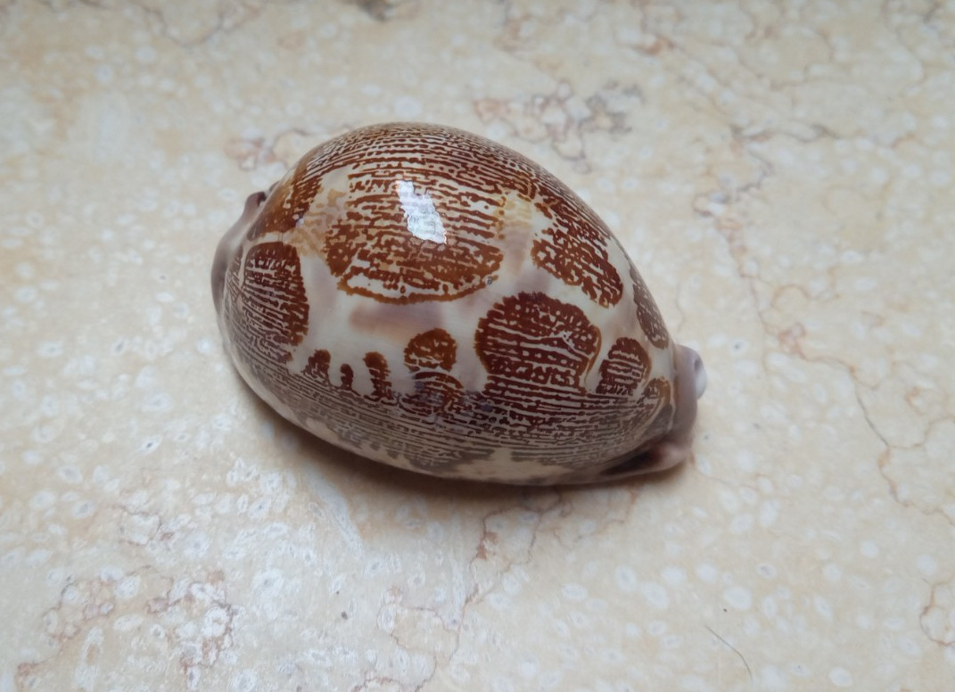 F Cypraea rosea mappa singularis great pattern75mm F++++F+++ natural glossy rare F Cypraea rosea mappa singularis great pattern75mm F++++F+++ natural glossy rare
