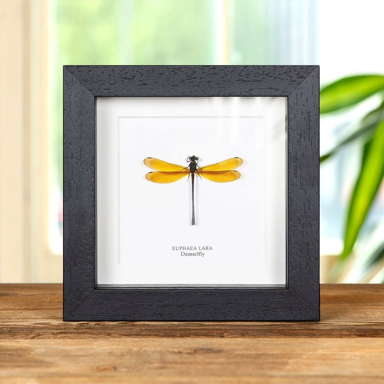Damselfly In Box Frame (Euphaea lara) Damselfly In Box Frame (Euphaea lara)