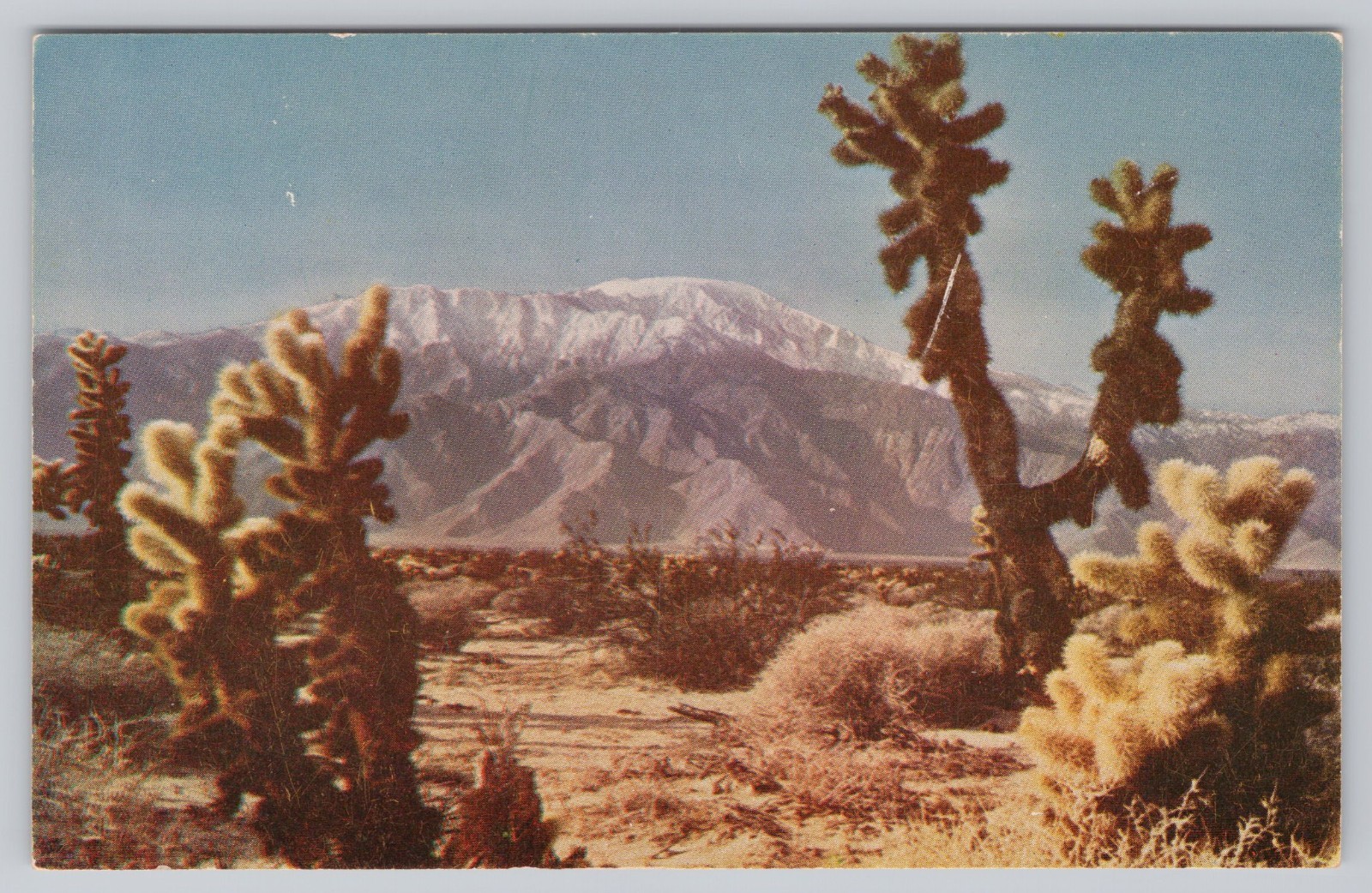 Coachella Valley Mt San Jacinto Desert Cactus California CA Postcard Coachella Valley Mt San Jacinto Desert Cactus California CA Postcard