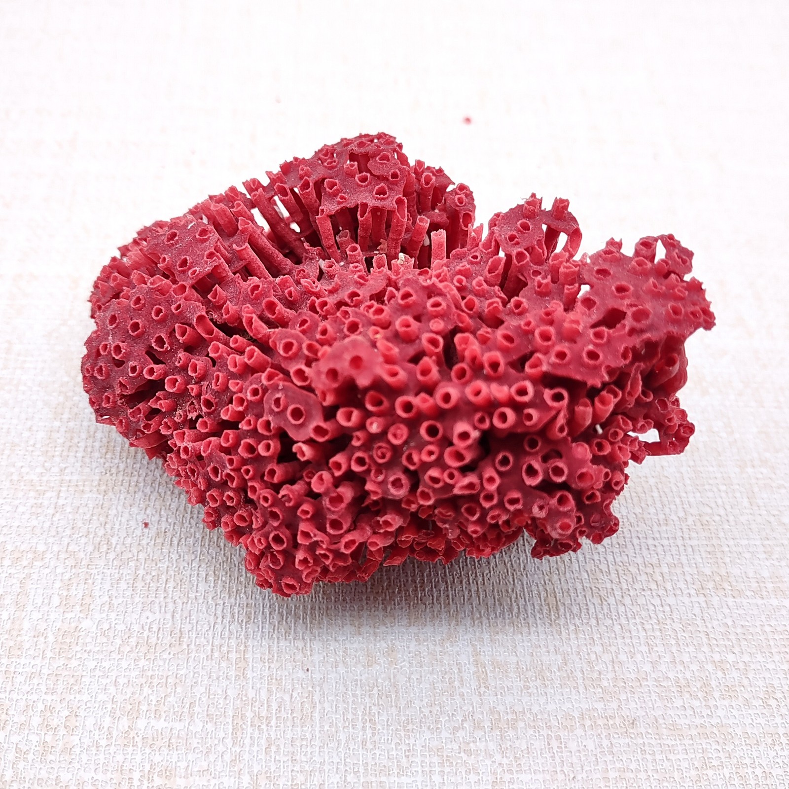 Red Pipe Organ Coral Fragment Tubipora Musica (1 coral approx. 2+ inches) Red Pipe Organ Coral Fragment Tubipora Musica (1 coral approx. 2+ inches)