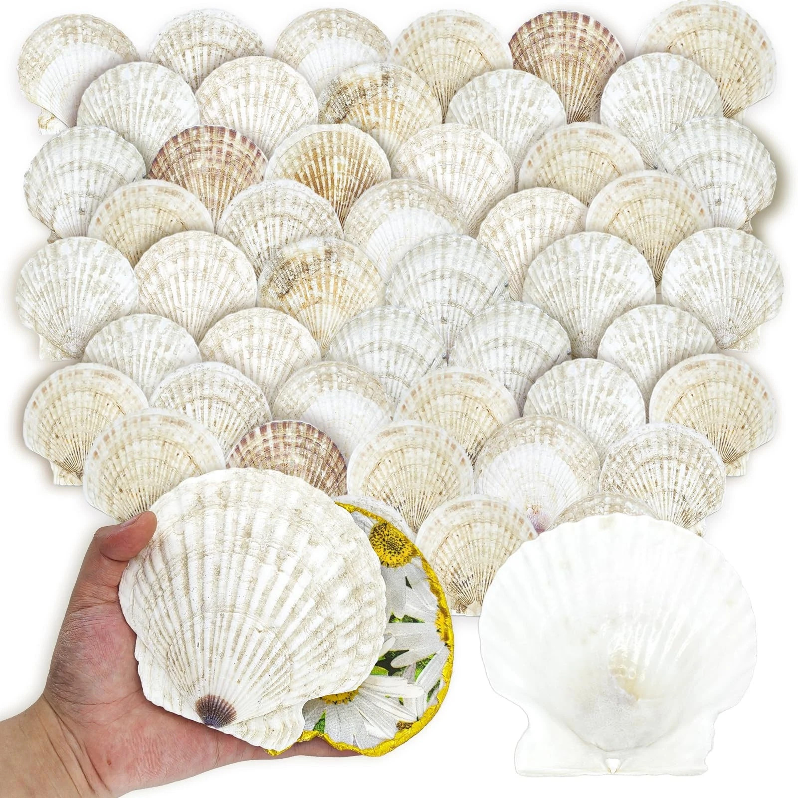 50PCS Scallop Shells for Crafts Large 4''-5'' White Beach Natural Shells Bulk