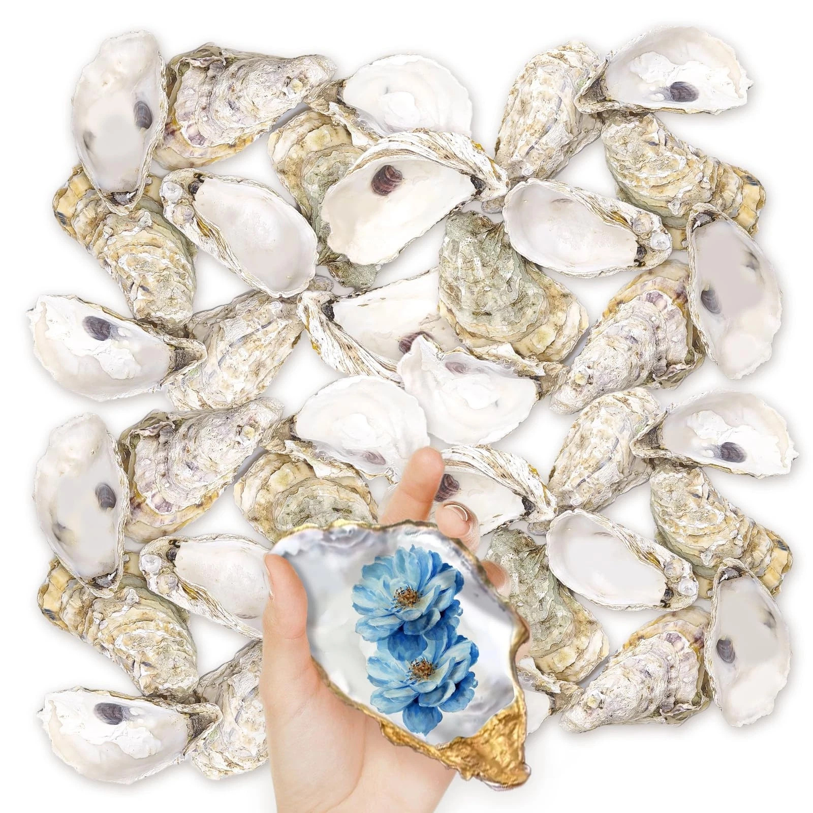 36PCS Oyster Shells 5"-6" Large Oyster Shells Bulk Oyster Shells for Home 36PCS Oyster Shells 5"-6" Large Oyster Shells Bulk Oyster Shells for Home
