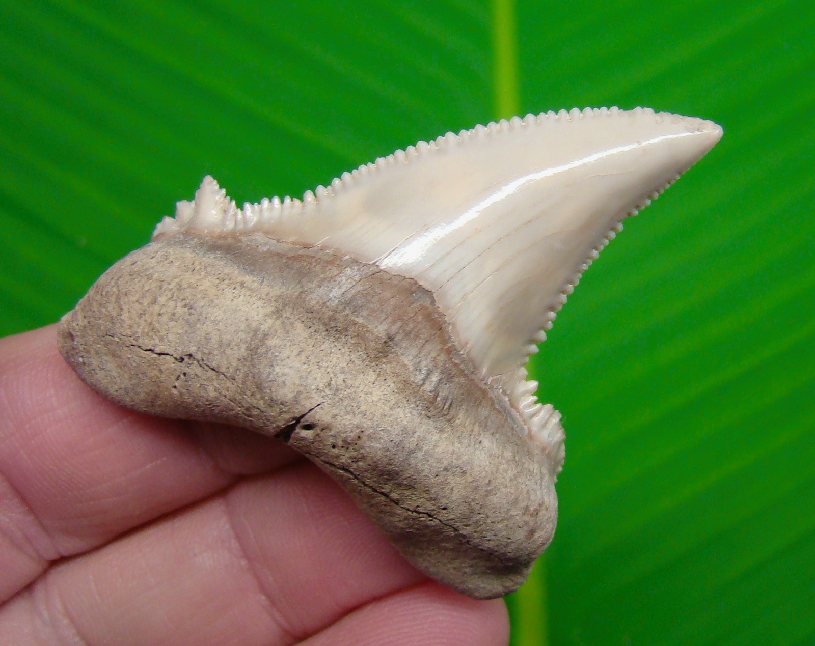 AURICULATUS Shark Tooth 2.34” REAL FOSSIL - KAZAKHSTAN RARE AURICULATUS Shark Tooth 2.34” REAL FOSSIL - KAZAKHSTAN RARE