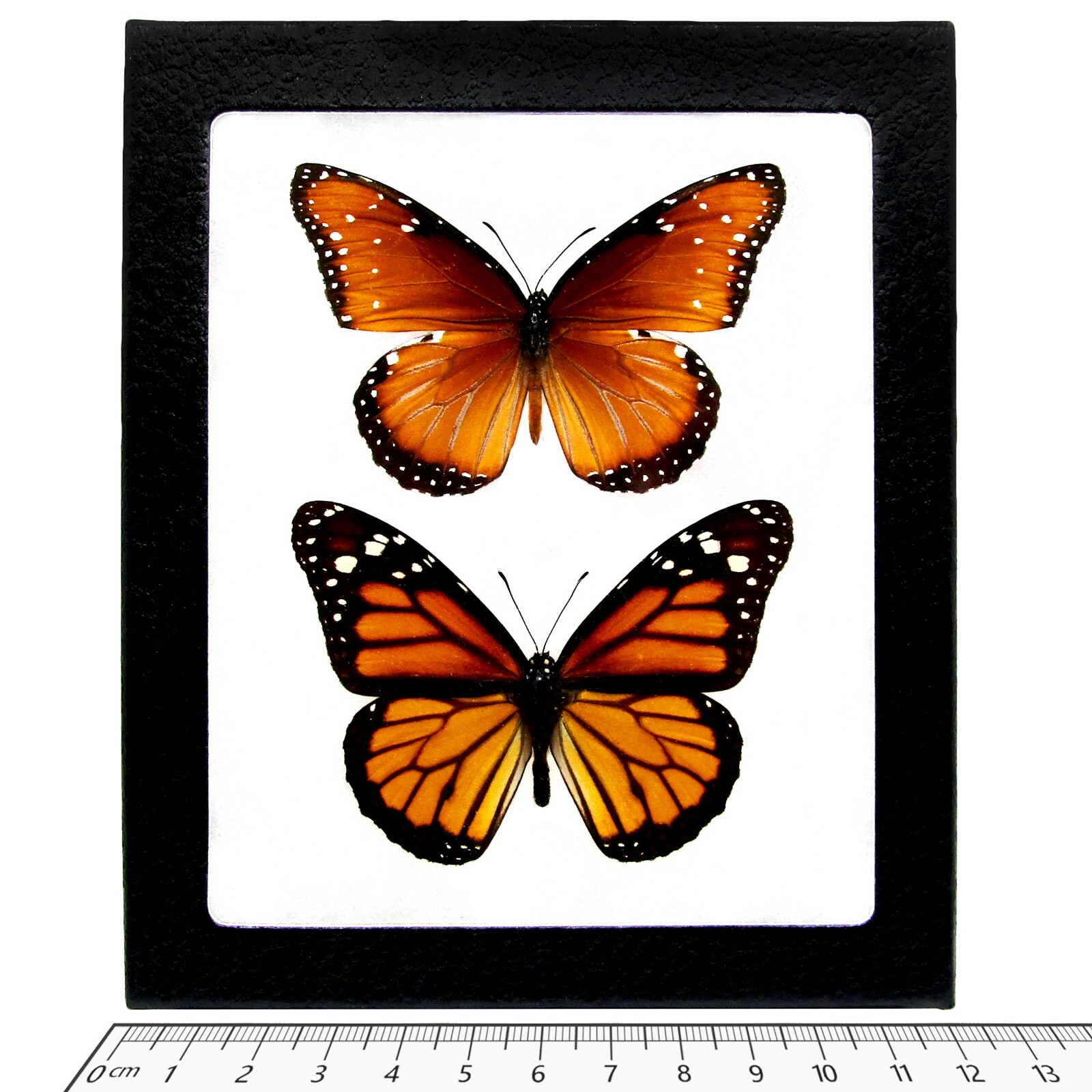 Danaus PLEXIPPUS + GILIPPUS monarch butterfly and mimic framed butterflies USA Danaus PLEXIPPUS + GILIPPUS monarch butterfly and mimic framed butterflies USA