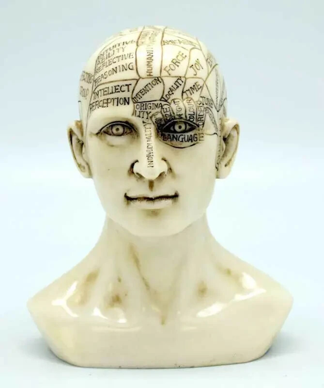 Phrenology Head 6" Statue Figurine Science Psychology Medical History Décor Phrenology Head 6" Statue Figurine Science Psychology Medical History Décor