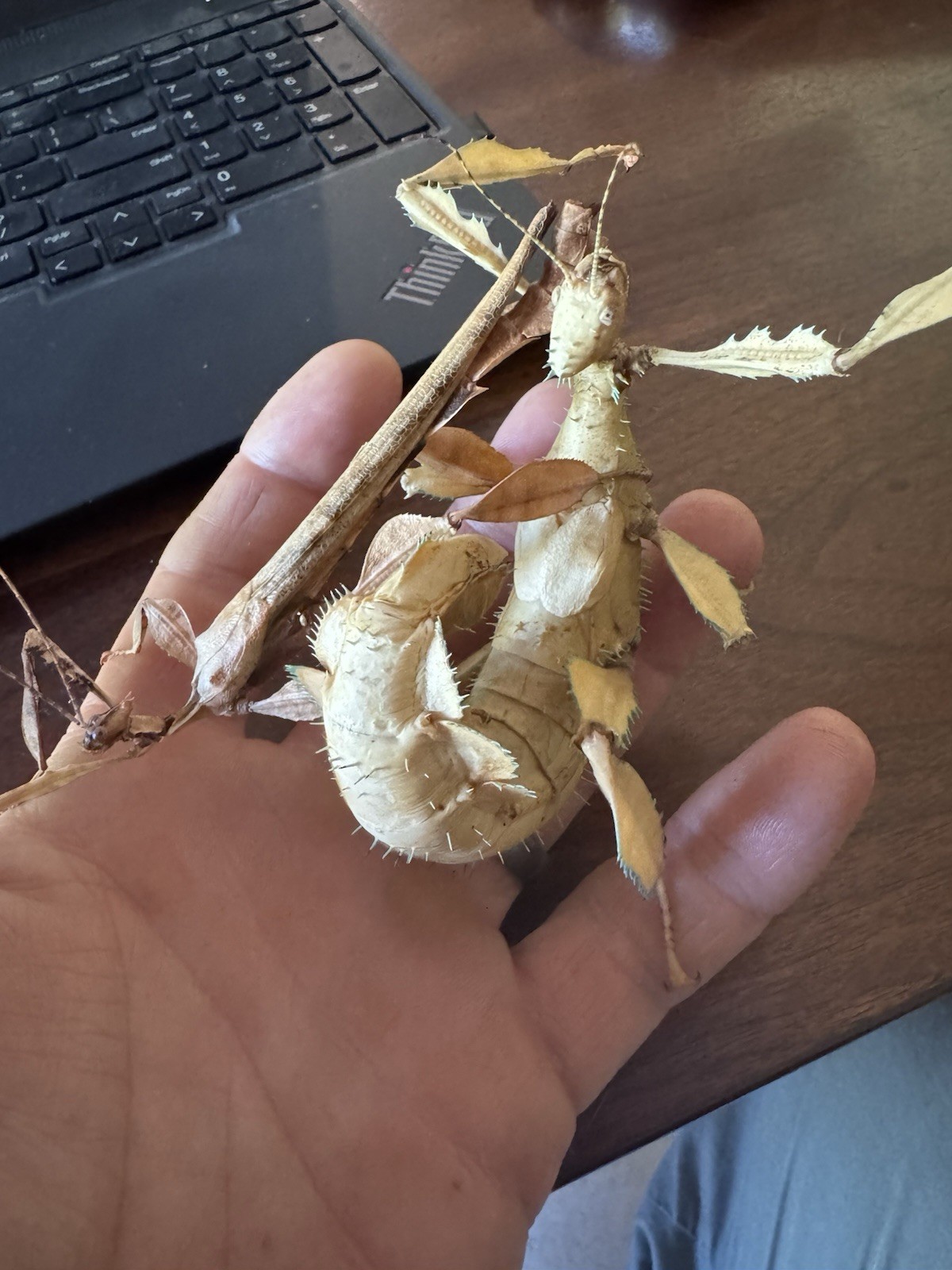 Macleay's Spectre (Extatosoma tiaratum)  Spiny leaf/ stick insect 50 ova /eggs