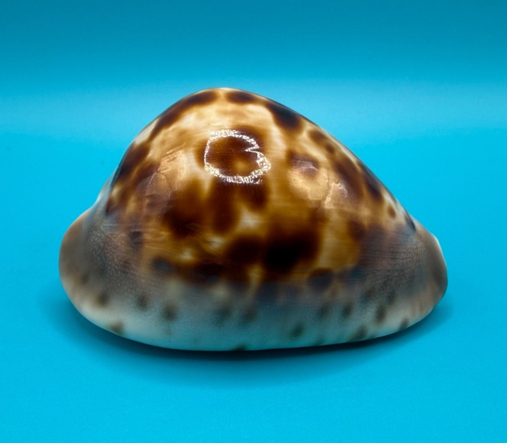 Cypraea Zoila venusta 69.53mm Cypraea Zoila venusta 69.53mm