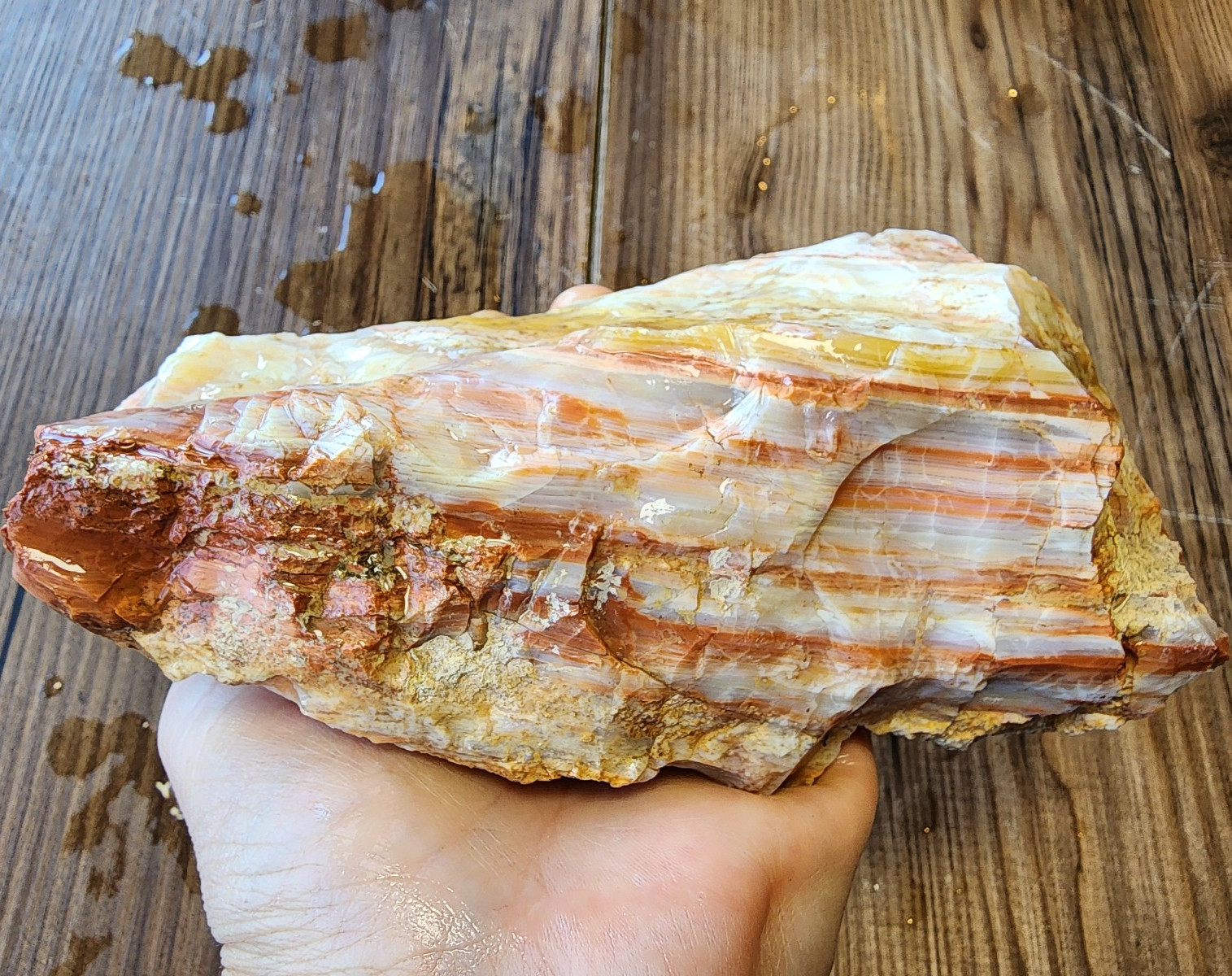 27.09 oz (768 gr) Petrified Wood, Opalized Petrified Wood, Opalized Wood, Opal
