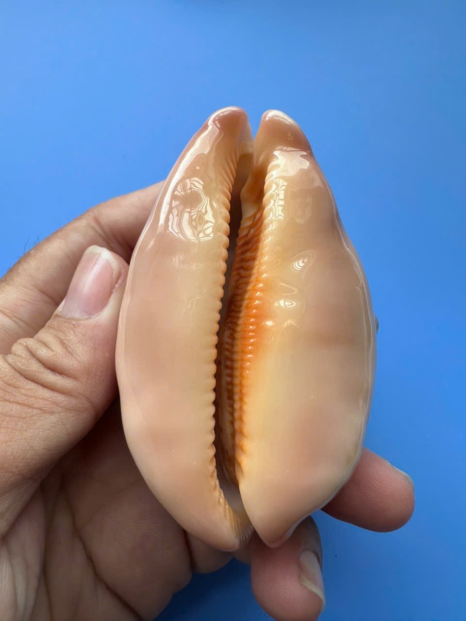 76.1mm | Cypraea Mappa | F+++ GEM |ORANGE mouth | Nice pattern 76.1mm | Cypraea Mappa | F+++ GEM |ORANGE mouth | Nice pattern